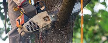 Best Lawn Dethatching  in Fruita, CO