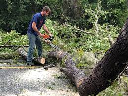 Best Firewood Processing and Delivery  in Fruita, CO