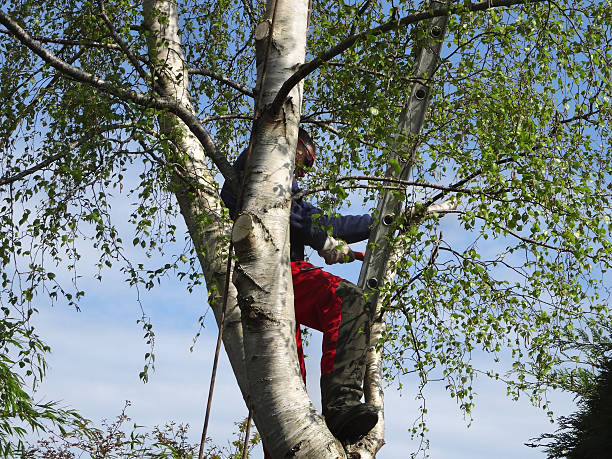Professional Tree Care in Fruita, CO