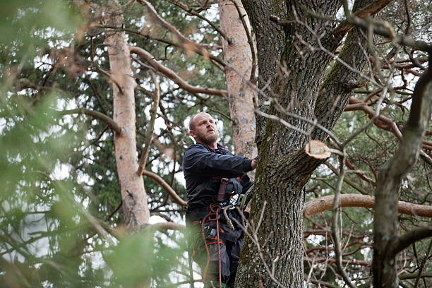 How Our Tree Care Process Works  in  Fruita, CO